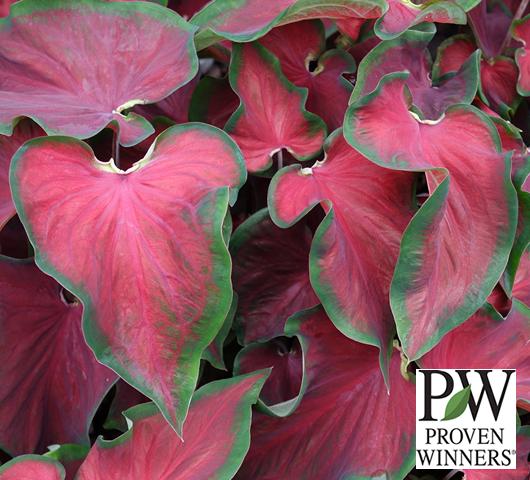Photo of Caladium (Caladium bicolor Heart to Heart™ Hot 2 Trot) uploaded by donp