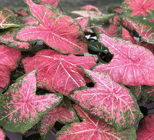 Photo of Caladium bicolor 'Ballet Slippers' uploaded by donp