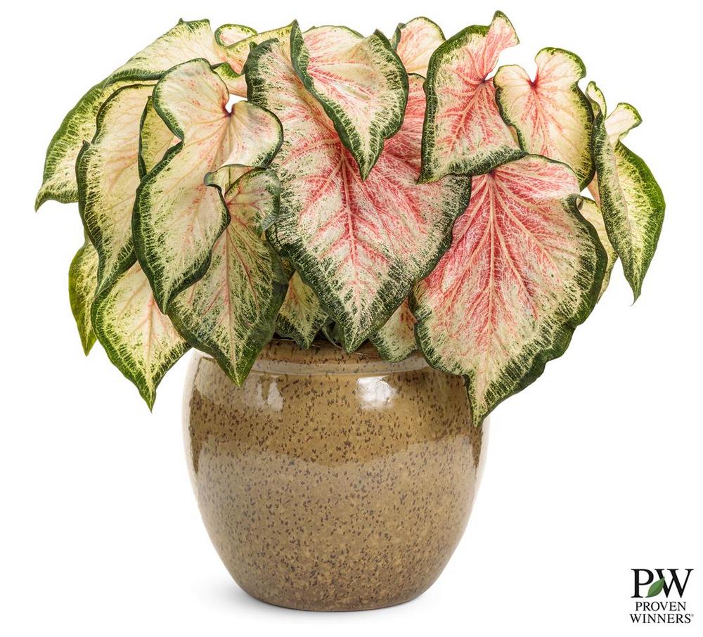 Photo of Caladium bicolor 'Bold 'N Beautiful' uploaded by donp
