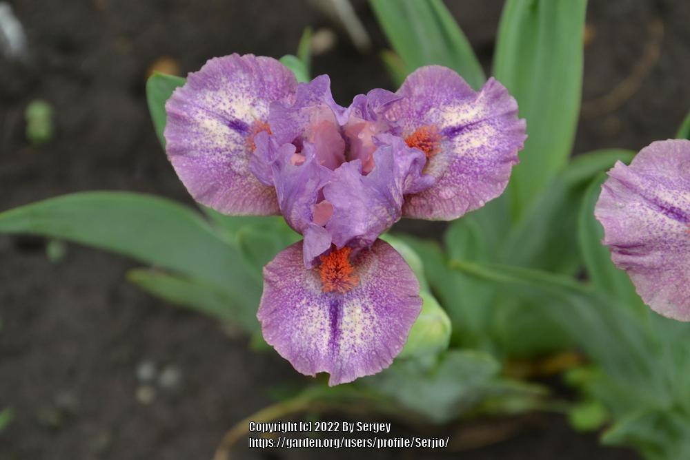 Photo of Standard Dwarf Bearded Iris (Iris 'Sweet Devotion') uploaded by Serjio