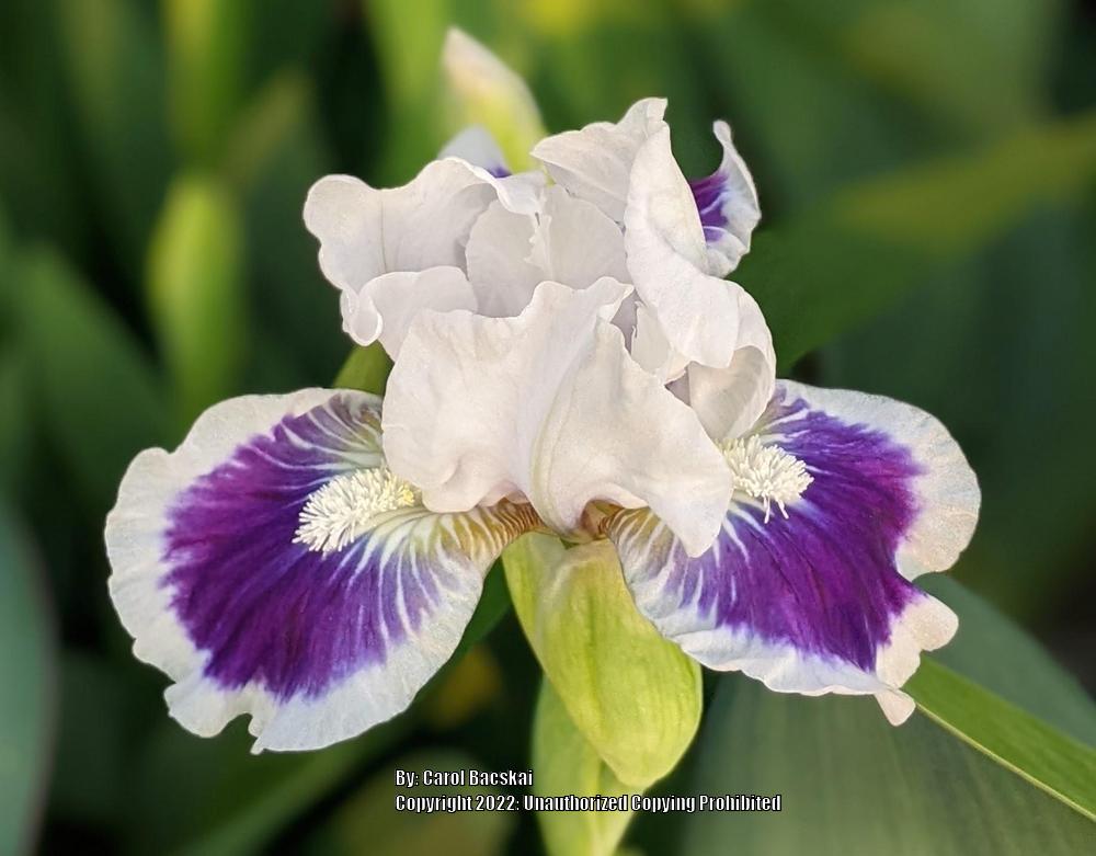 Photo of Standard Dwarf Bearded Iris (Iris 'Riveting') uploaded by Artsee1
