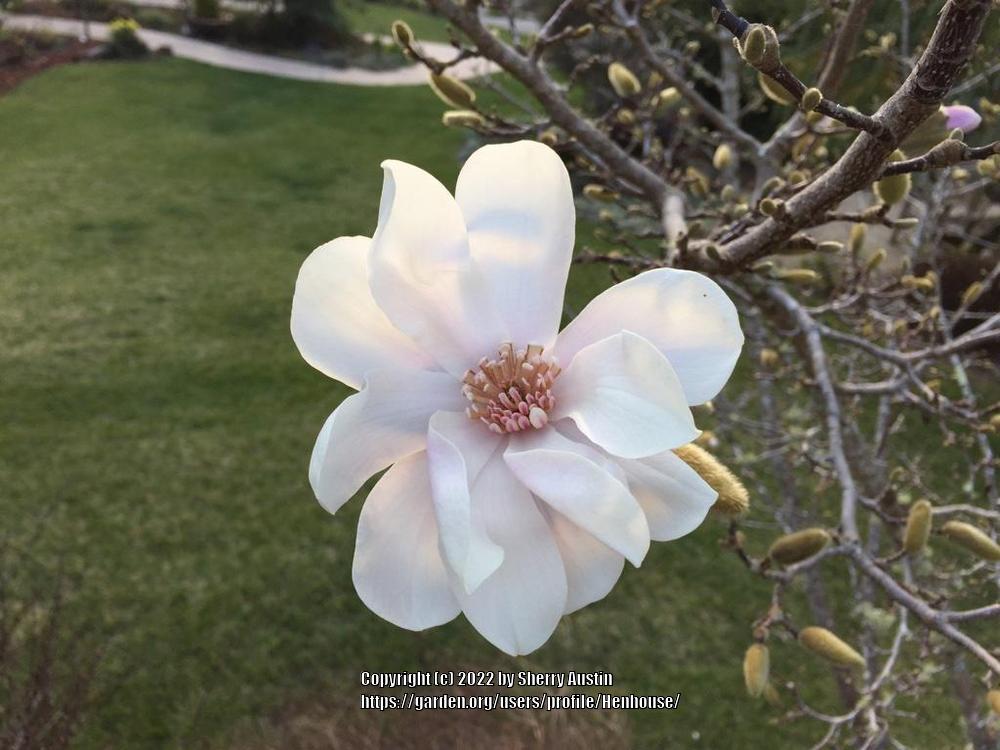 Photo of Loebner Magnolia (Magnolia x loebneri 'Merrill') uploaded by Henhouse