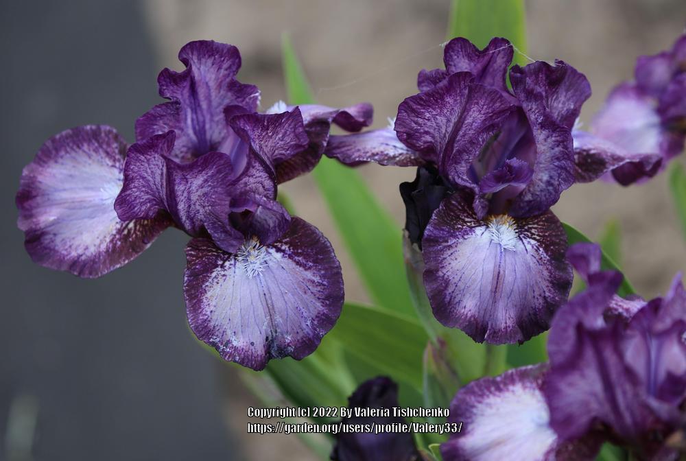 Photo of Standard Dwarf Bearded Iris (Iris 'Artful') uploaded by Valery33