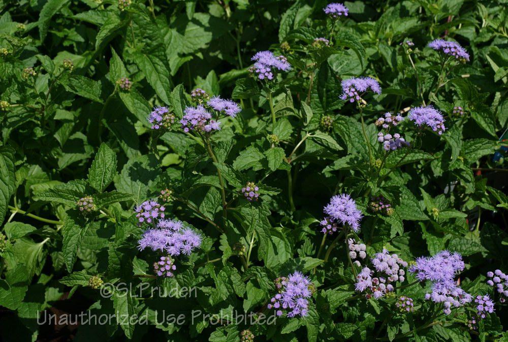 Photo of Blue Mistflower (Conoclinium coelestinum) uploaded by DaylilySLP