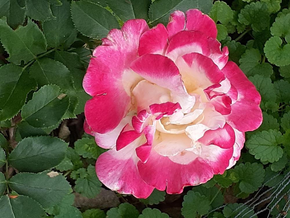 Photo of Rose (Rosa 'Tropicana') uploaded by MNdigger