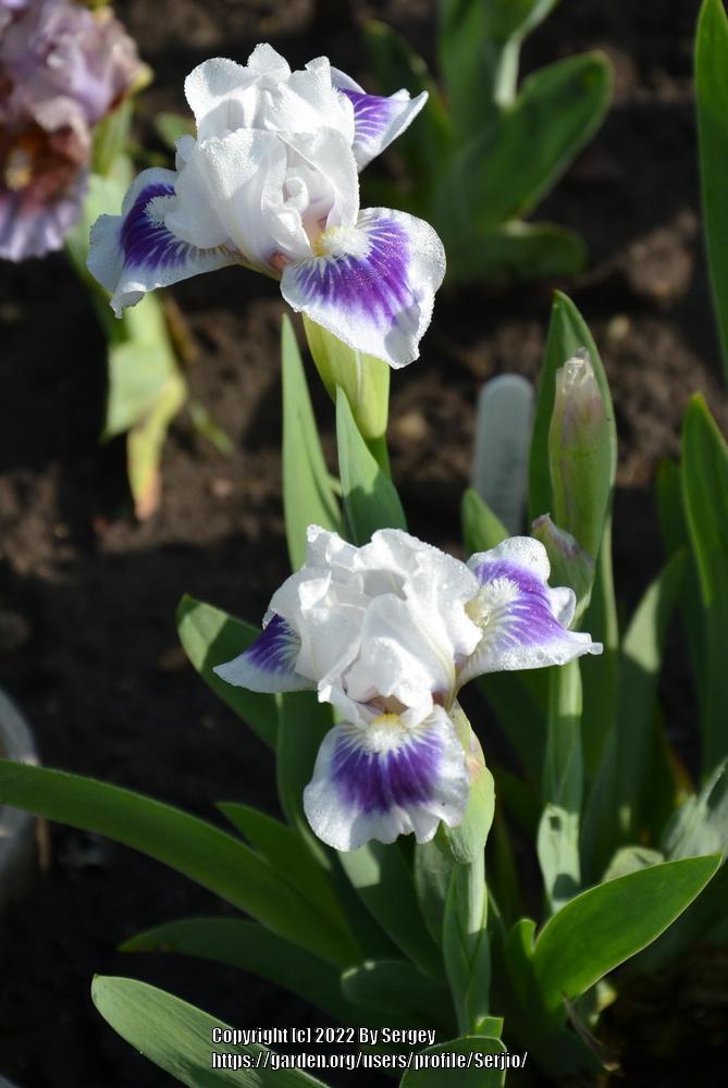 Photo of Standard Dwarf Bearded Iris (Iris 'Riveting') uploaded by Serjio