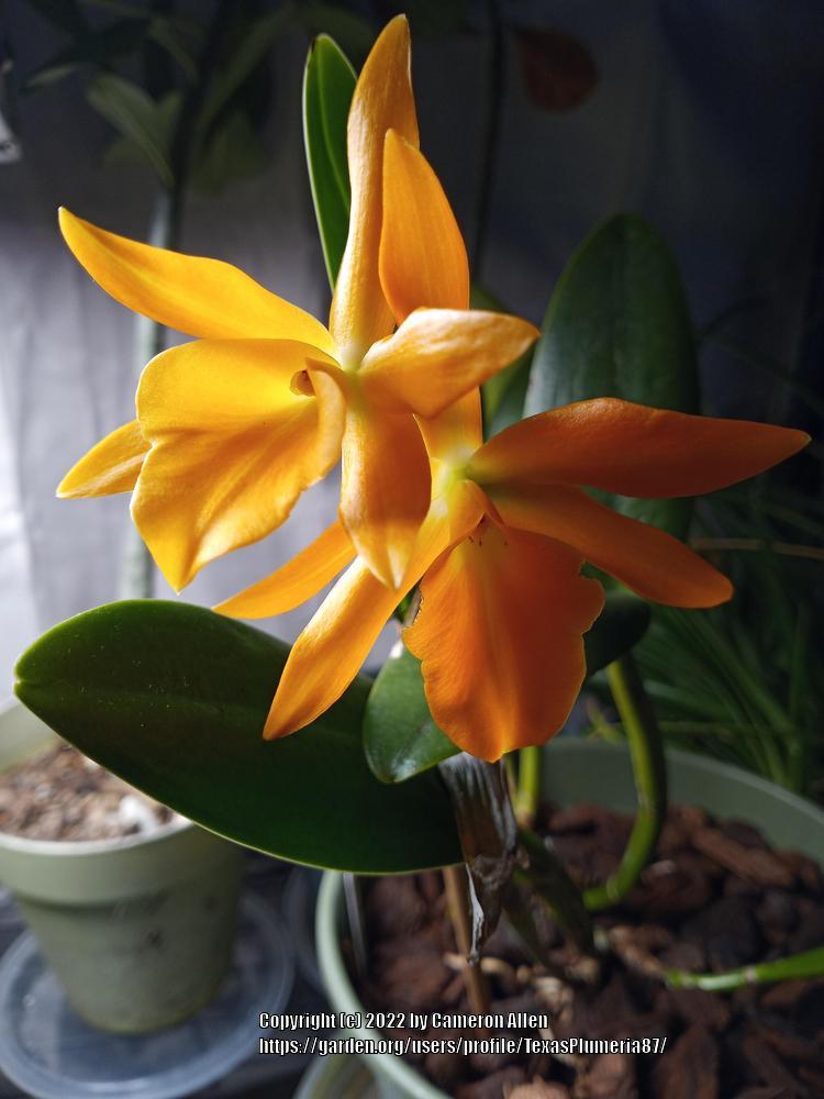 Photo of Orchid (Rhyncanthe Daffodil) uploaded by TexasPlumeria87