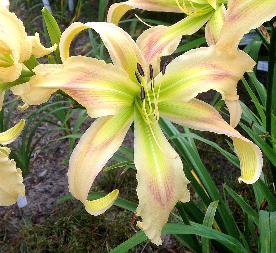 Photo of Daylily (Hemerocallis 'Wind in the Willows') uploaded by geno