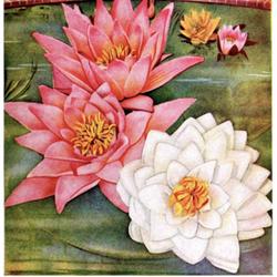 
Date: c. 1936
illustration [with Waterlily 'Amabilis' at left] from Robert Waym