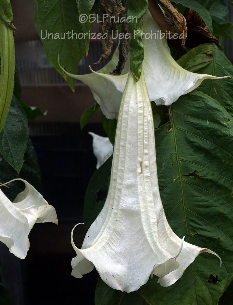 Photo of Angel's Trumpets (Brugmansia) uploaded by DaylilySLP