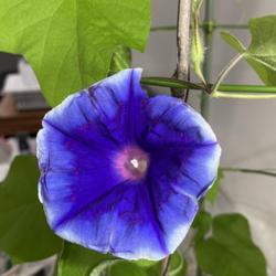Location: Wilmington, Delaware USA
Indoors grown - no cultivar name - how about Blue Lagoon?