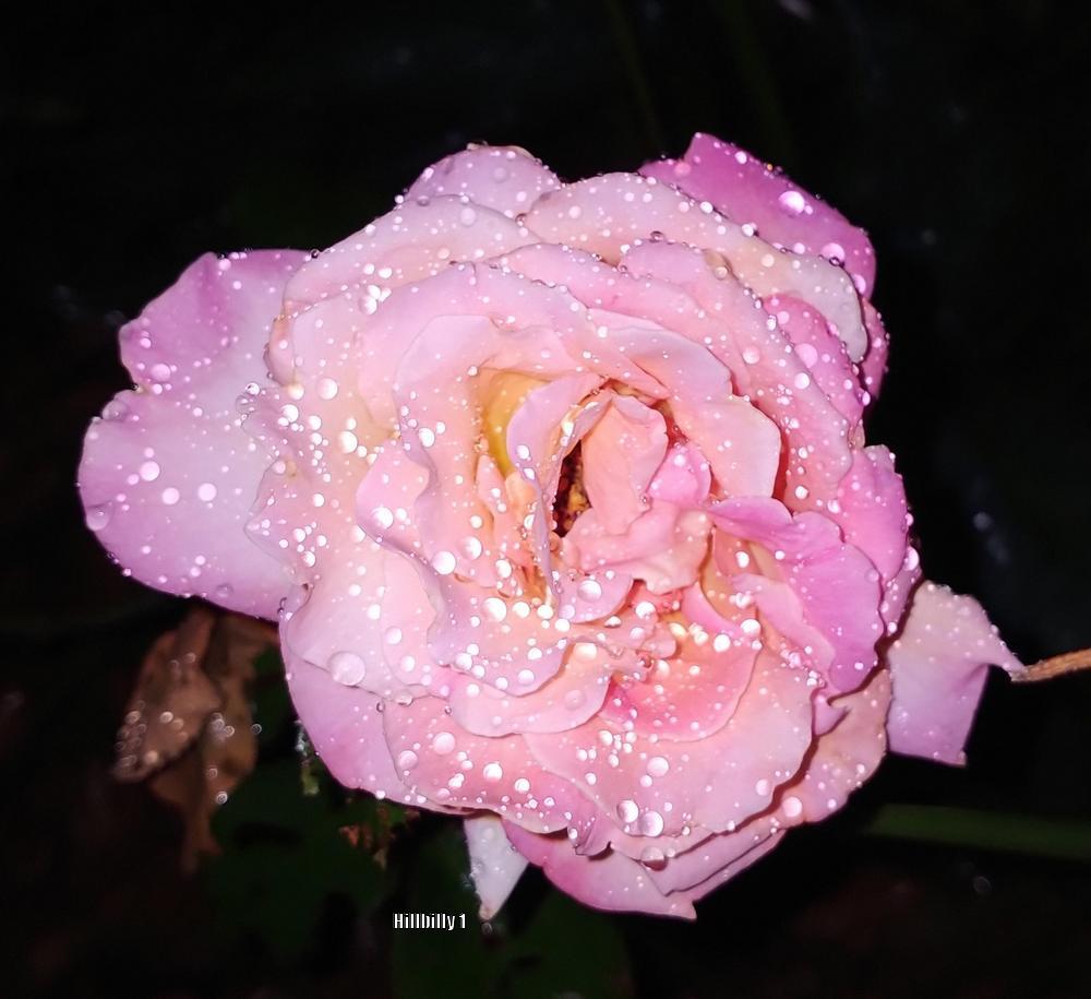 Photo of Roses (Rosa) uploaded by HoodLily