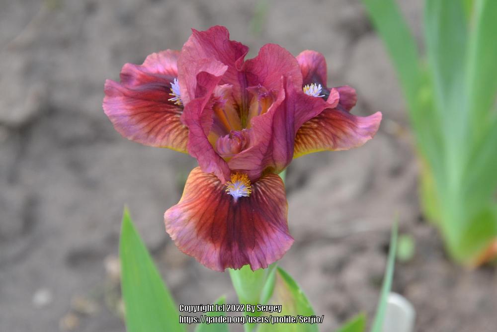 Photo of Standard Dwarf Bearded Iris (Iris 'Reddy Freddie') uploaded by Serjio