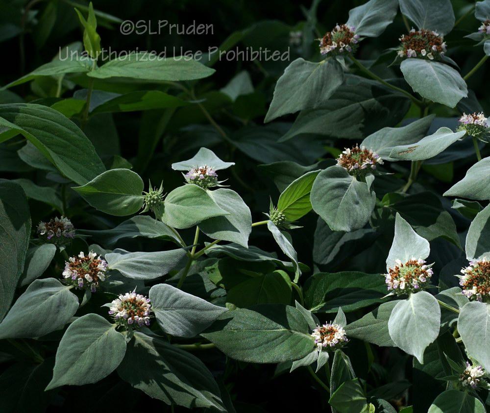 Photo of Short-Toothed Mountain Mint (Pycnanthemum muticum) uploaded by DaylilySLP