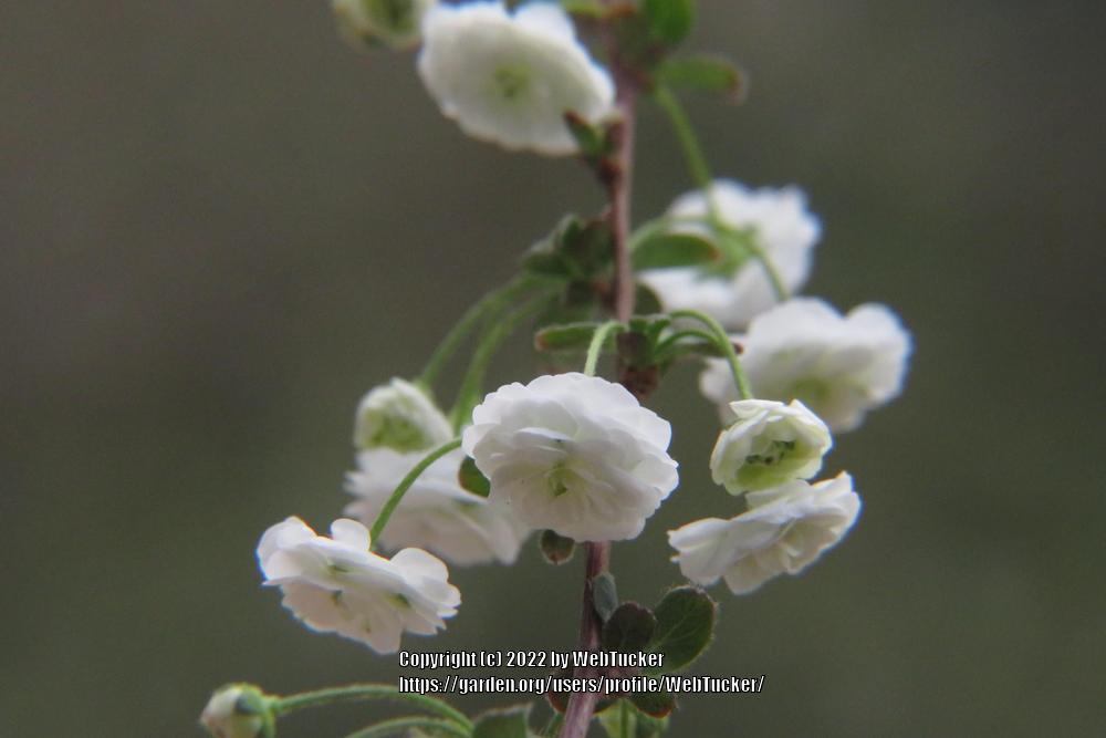 Photo of Bridalwreath Spiraea (Spiraea prunifolia) uploaded by WebTucker