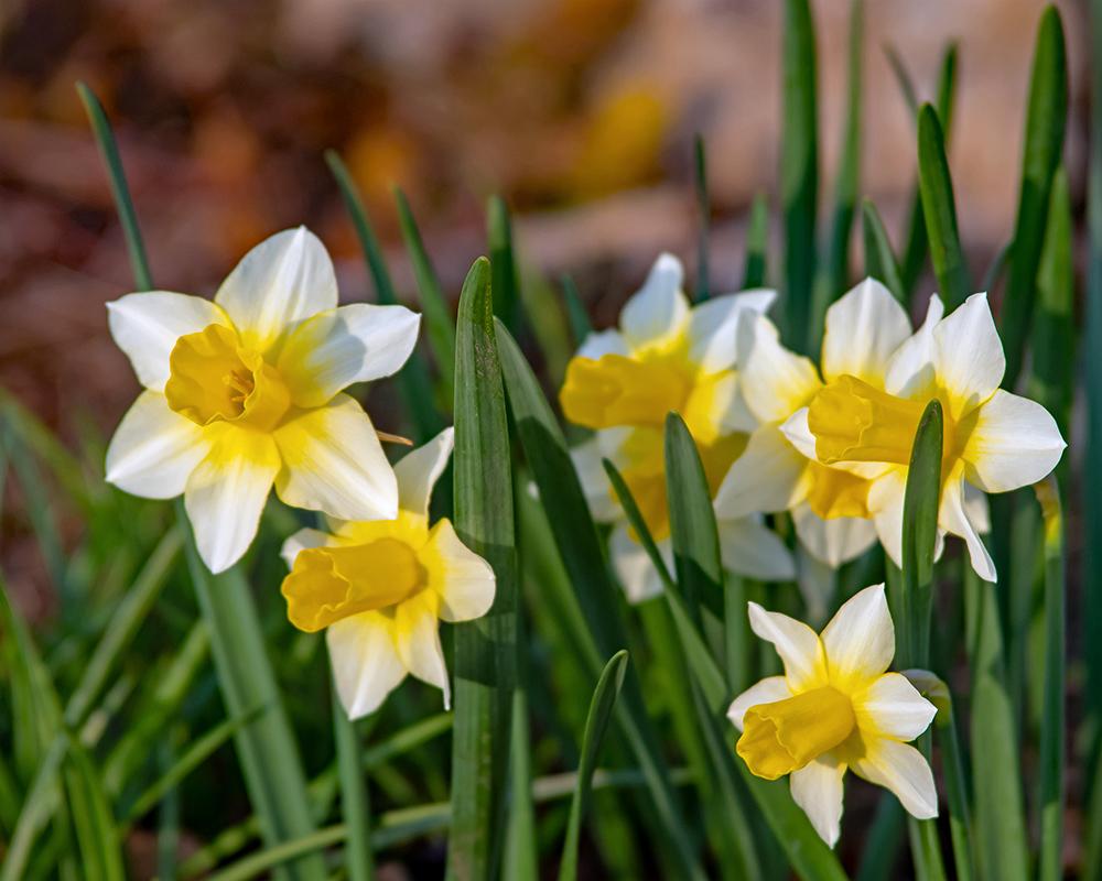 Photo of Jonquilla Daffodil (Narcissus 'Golden Echo') uploaded by dirtdorphins