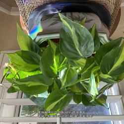 Location: Sun Lakes, AZ
Date: 2022-11-12
Love this Philodendron Brazil in this cache pot a friend gave me!