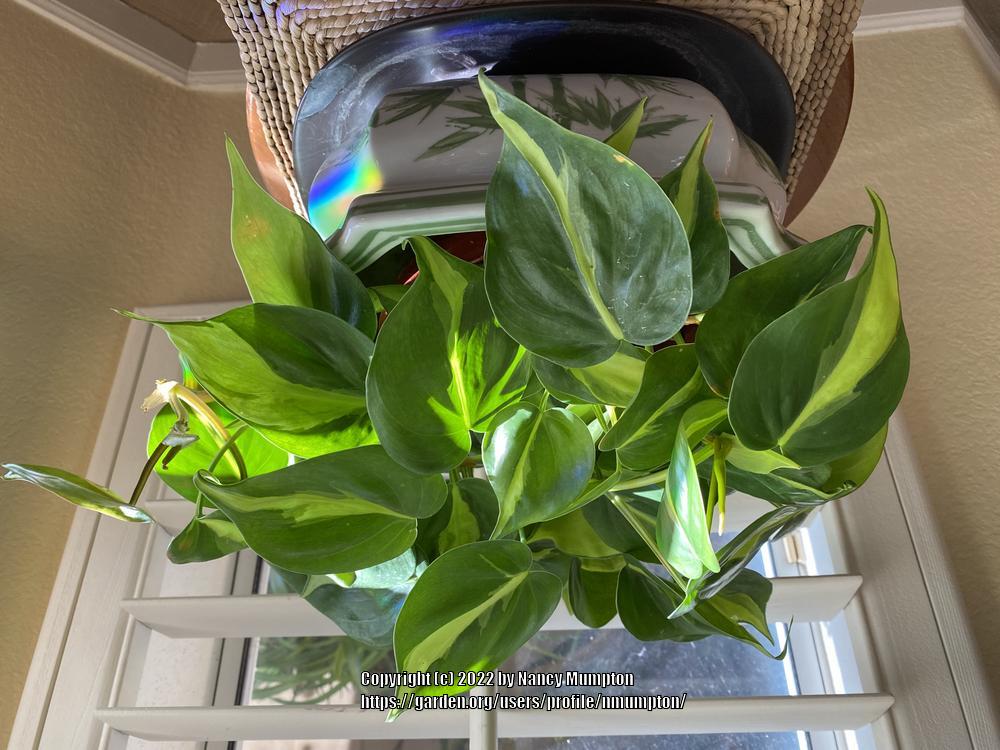 Photo of Philodendron (Philodendron hederaceum var. oxycardium 'Brasil') uploaded by nmumpton