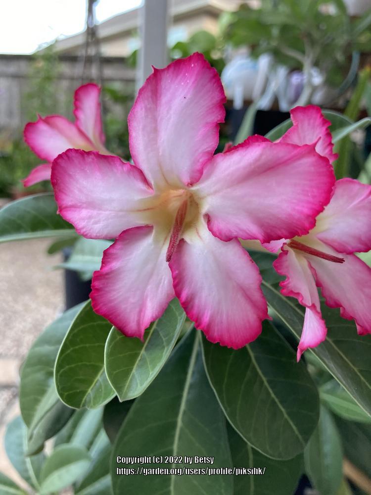 Photo of Desert Rose (Adenium obesum) uploaded by piksihk