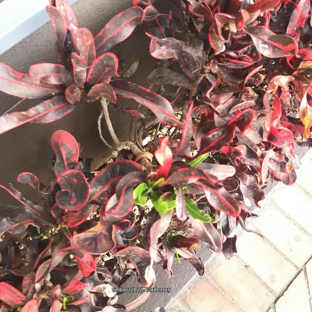 Photo of Croton (Codiaeum variegatum 'Mammie') uploaded by sedumzz