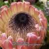 Protea bloom is so beautiful!