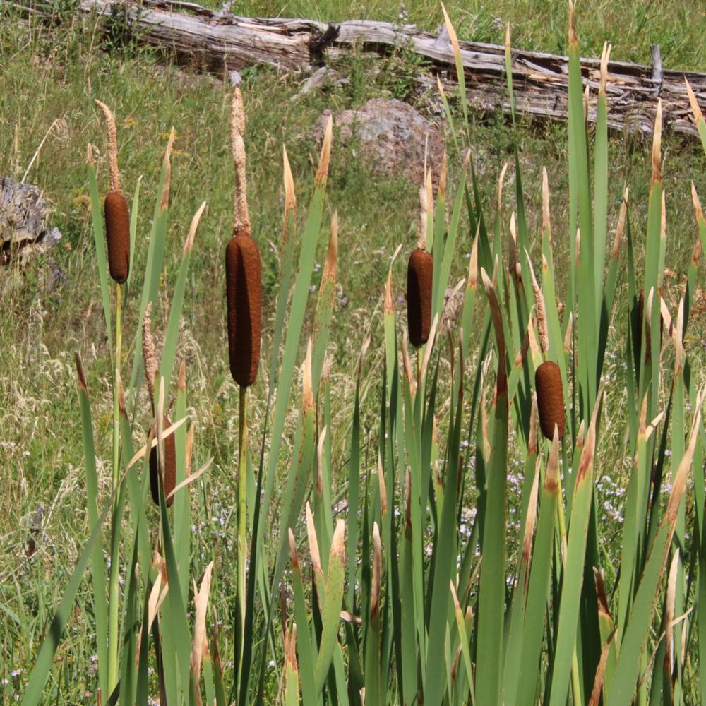 Photo of Cattail (Typha latifolia) uploaded by LoriMT