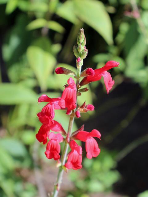 Photo of Red Mountain Sage (Salvia darcyi) uploaded by RuuddeBlock