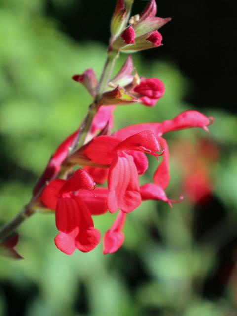 Photo of Red Mountain Sage (Salvia darcyi) uploaded by RuuddeBlock