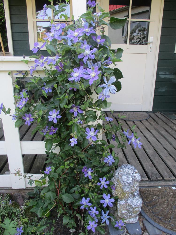 Photo of Clematis 'Arabella' uploaded by Versicolor