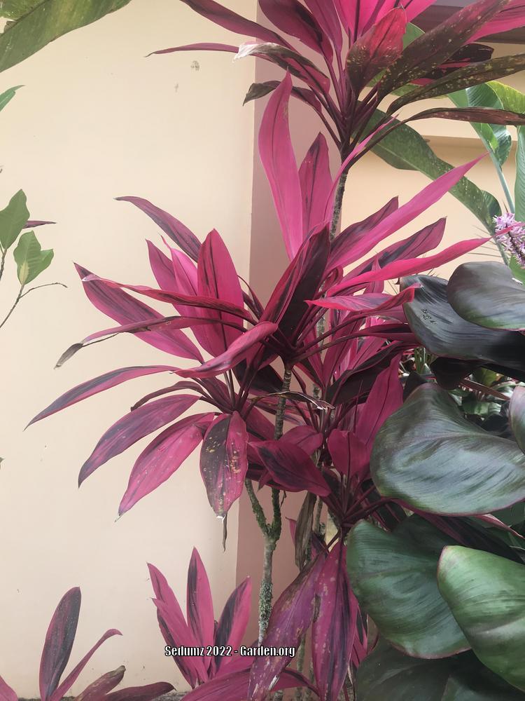 Photo of Ti Plant (Cordyline fruticosa 'Red Sister') uploaded by sedumzz