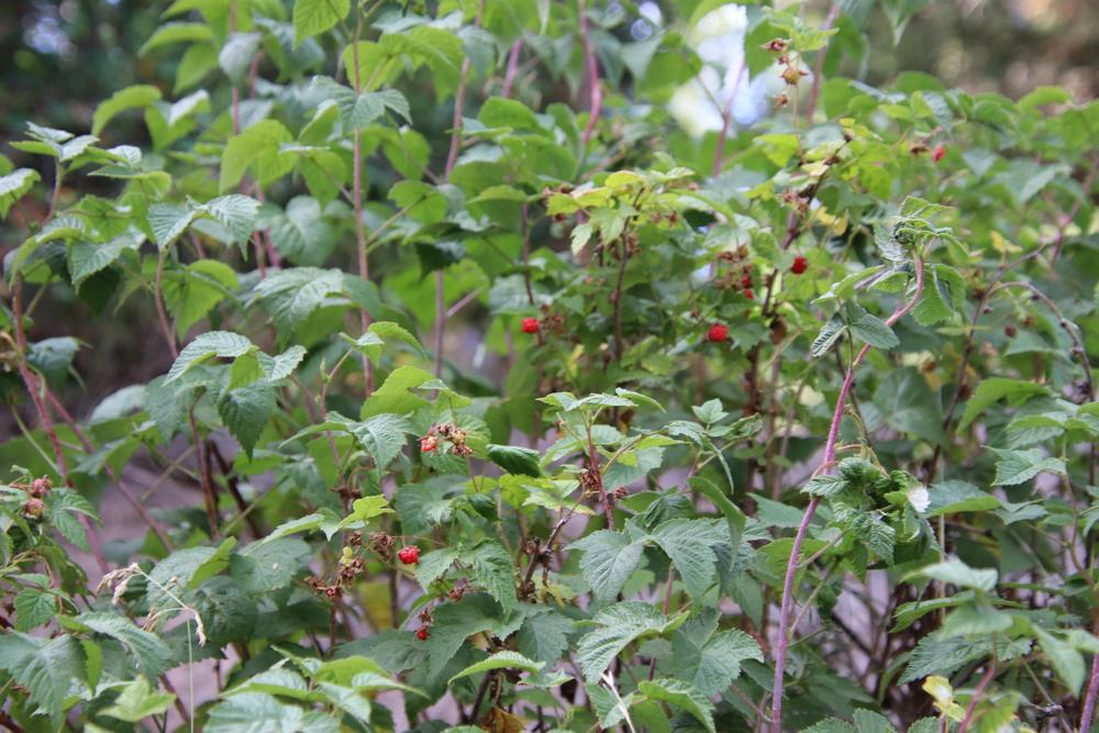 Photo of Raspberry (Rubus idaeus) uploaded by LoriMT