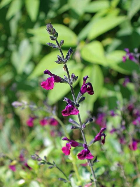 Photo of Salvia 'Nachtvlinder' uploaded by RuuddeBlock