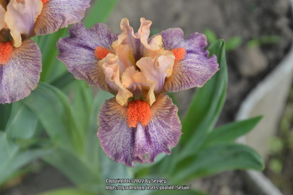 Photo of Standard Dwarf Bearded Iris (Iris 'Little Love Song') uploaded by Serjio