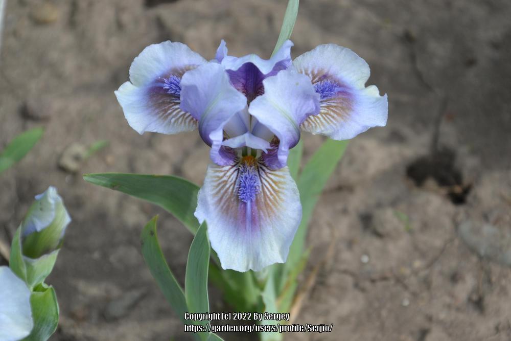 Photo of Standard Dwarf Bearded Iris (Iris 'It's Not Over') uploaded by Serjio