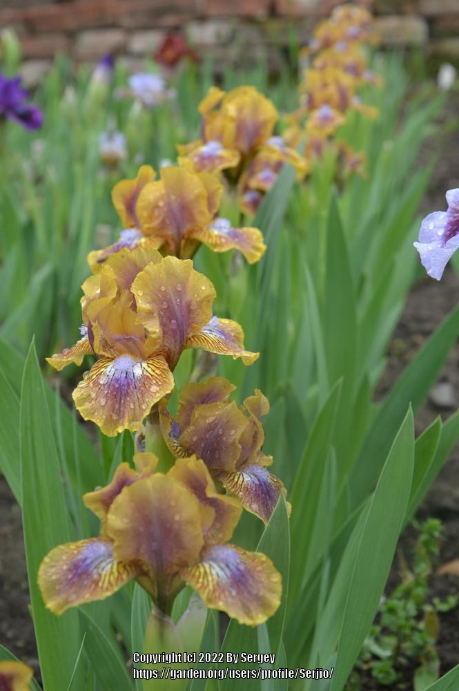 Photo of Standard Dwarf Bearded Iris (Iris 'Kewlopolis') uploaded by Serjio