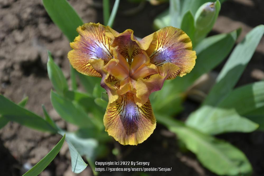 Photo of Standard Dwarf Bearded Iris (Iris 'Kewlopolis') uploaded by Serjio