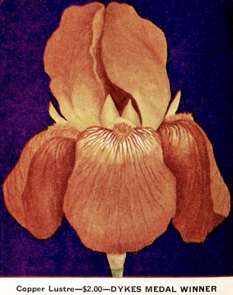 Photo of Tall Bearded Iris (Iris 'Copper Lustre') uploaded by scvirginia