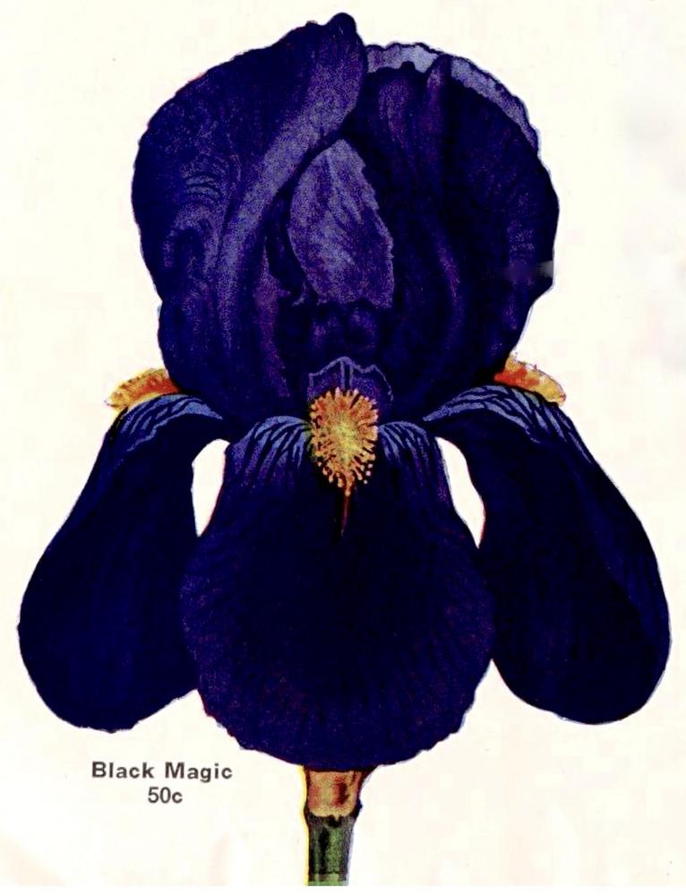 Photo of Intermediate Bearded Iris (Iris 'Black Magic') uploaded by scvirginia