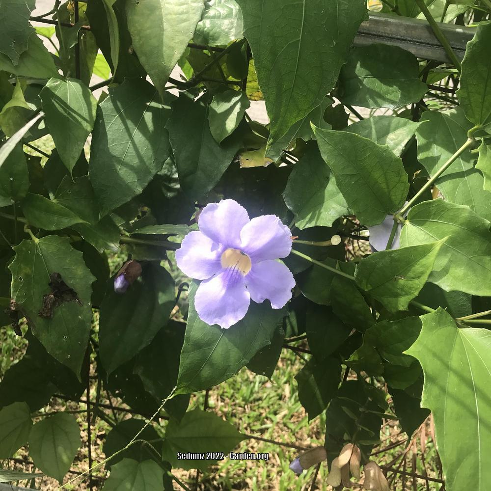 Photo of Blue Sky Vine (Thunbergia grandiflora) uploaded by sedumzz