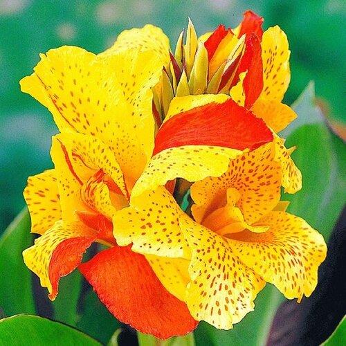 Photo of Canna Lily (Canna 'Yellow King Humbert') uploaded by Calif_Sue