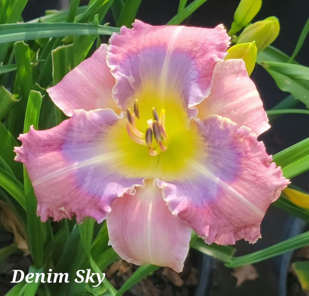 Photo of Daylily (Hemerocallis 'Denim Sky') uploaded by Okietetlover