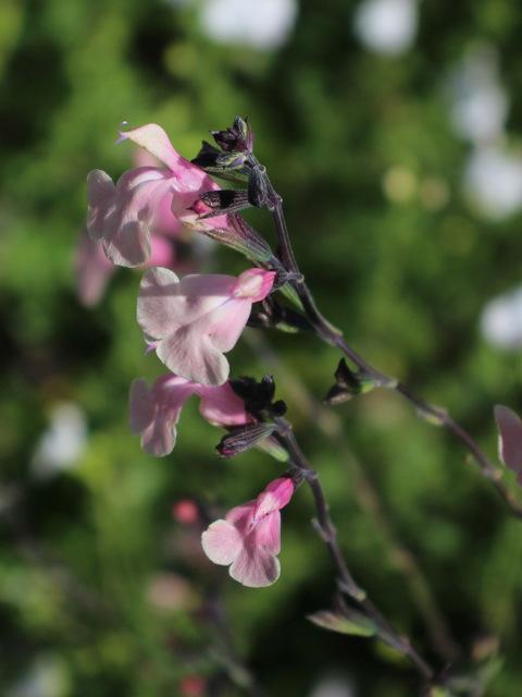Photo of Autumn Sage (Salvia greggii 'Stormy Pink') uploaded by RuuddeBlock