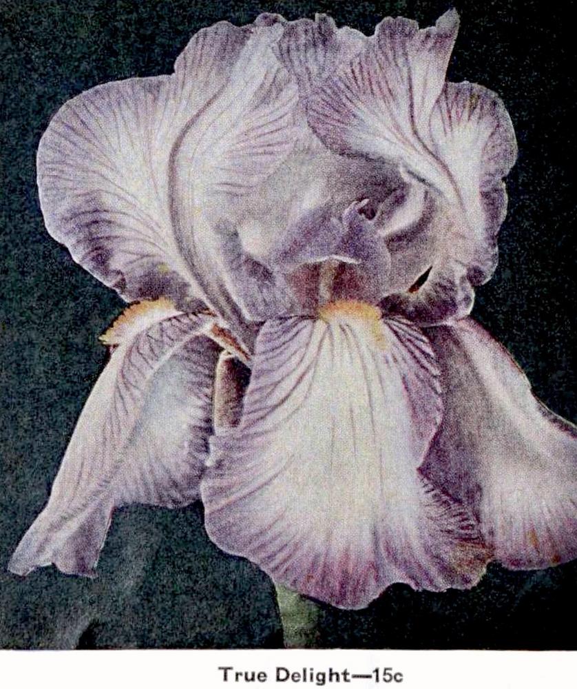 Photo of Tall Bearded Iris (Iris 'True Delight') uploaded by scvirginia