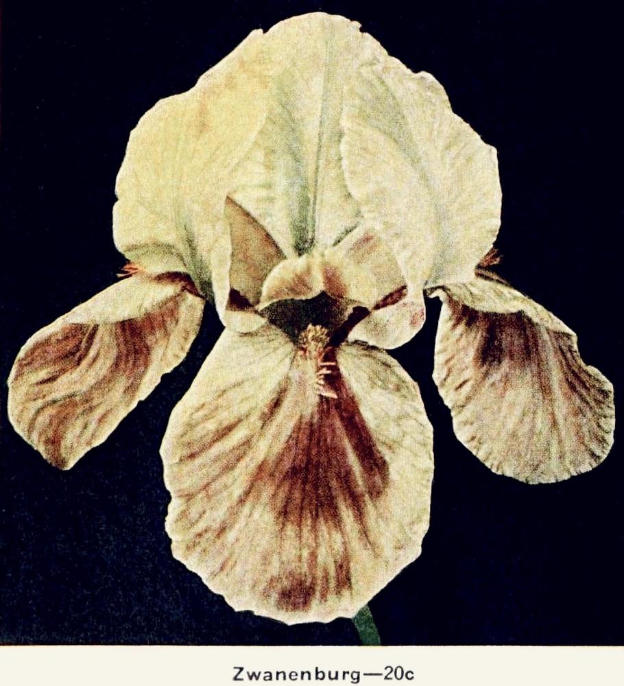 Photo of Arilbred Iris (Iris 'Zwanenburg') uploaded by scvirginia