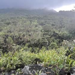 Location: Mt. Arenal Lava Fields (and surrounding jungle + trails), Costa Rica | Old Photo
Date: 2022-12-18