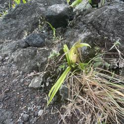 Location: Mt. Arenal Lava Fields (and surrounding jungle + trails), Costa Rica | Old Photo
Date: 2022-12-18
Terrible framing, sorry