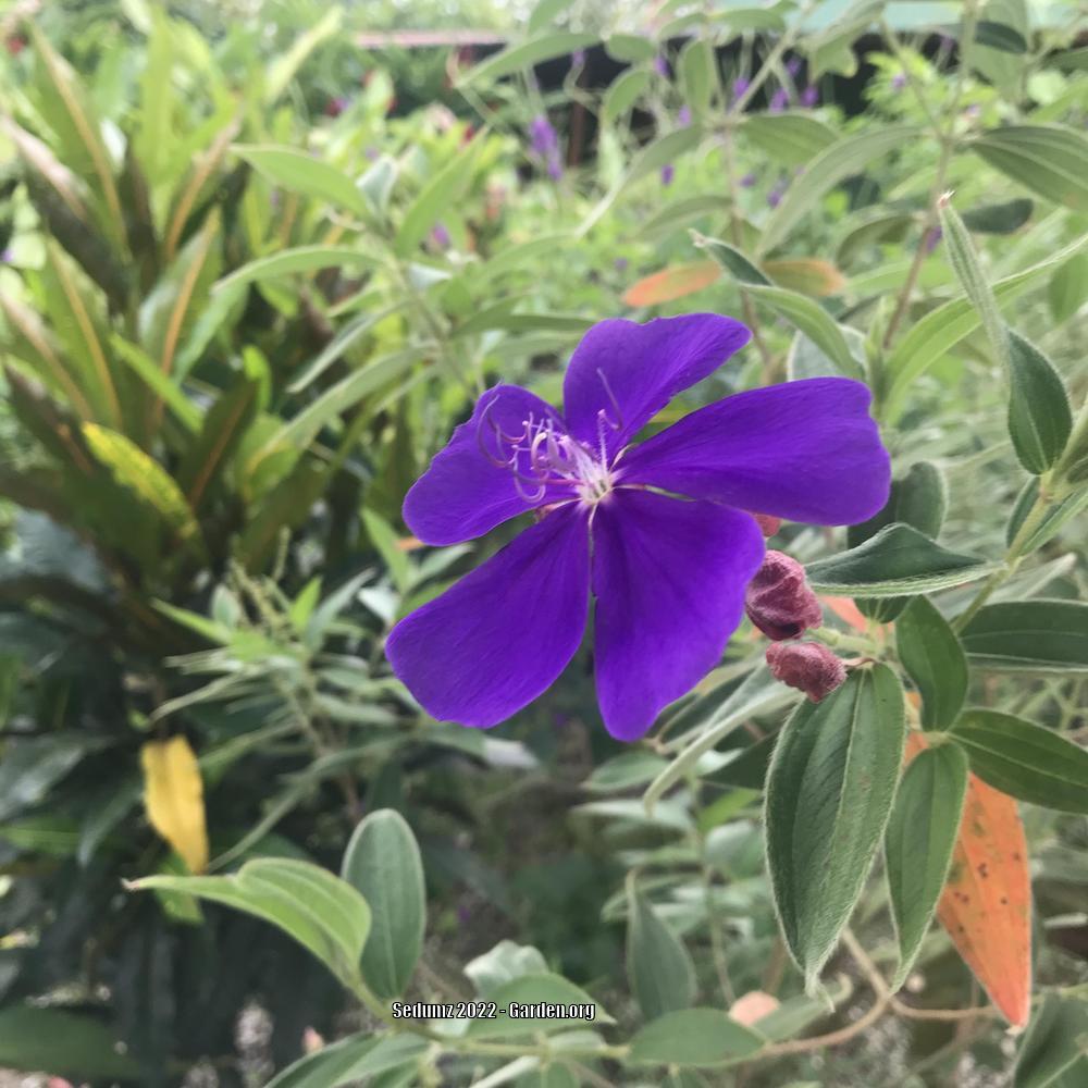 Photo of Princess Flower (Pleroma urvilleanum) uploaded by sedumzz