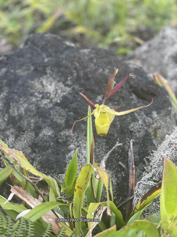 Photo of Orchid (Phragmipedium longifolium) uploaded by sedumzz