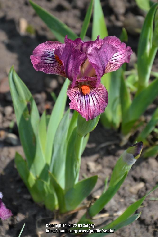 Photo of Standard Dwarf Bearded Iris (Iris 'Craisin') uploaded by Serjio