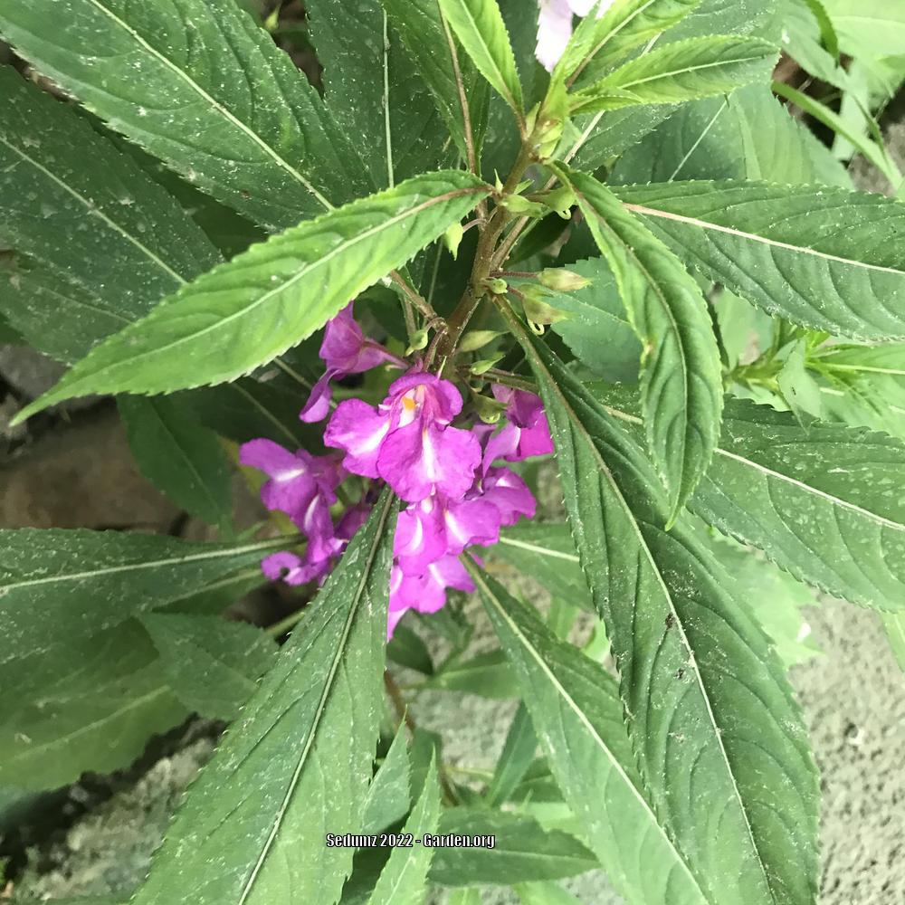 Photo of Touch-Me-Not (Impatiens balsamina) uploaded by sedumzz